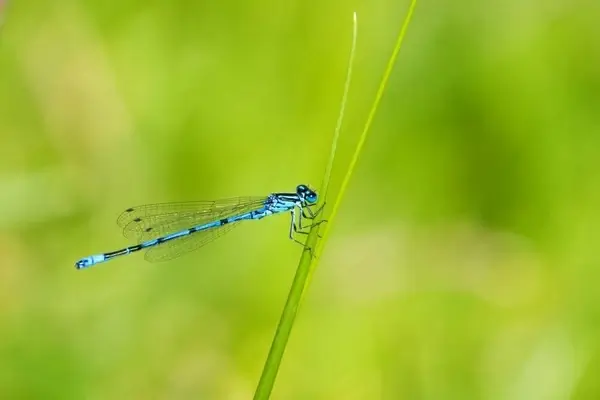 azure damselfly damselfly insect