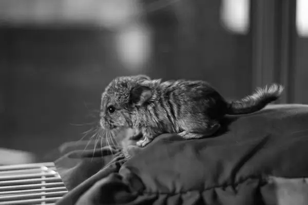 baby chinchilla 