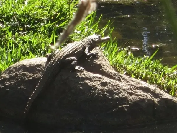 baby crocodile on a rock