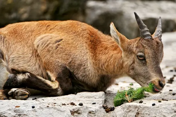 baby ibex