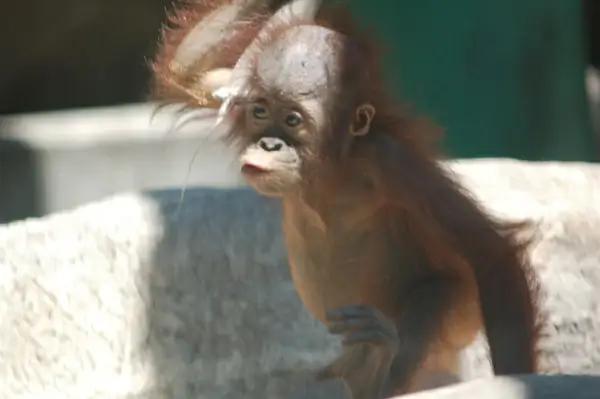 baby orangutan