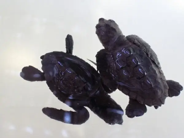 baby turtles