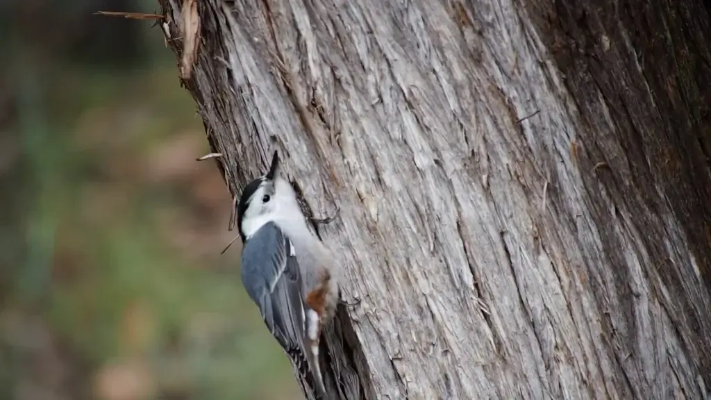 baby woodpecker moving on tree