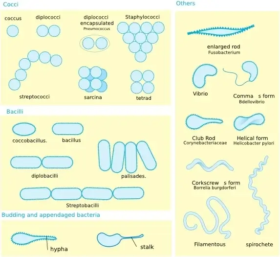 Bacterial Morphology Diagram clip art