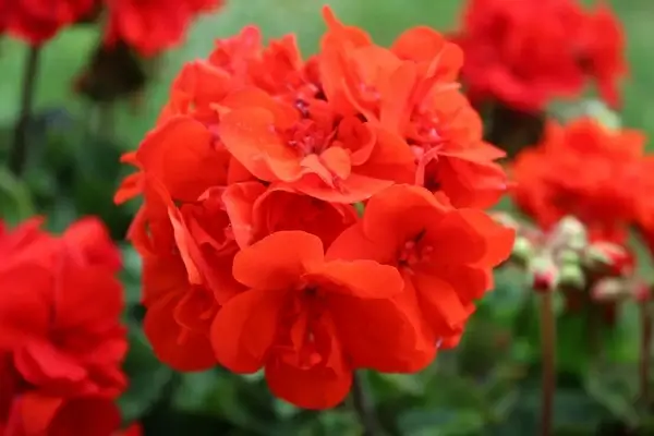 balcony flower red