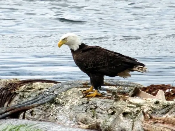 bald eagle on a log