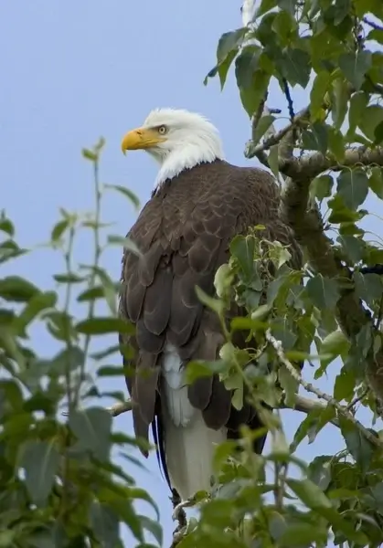 bald eagle tree branch