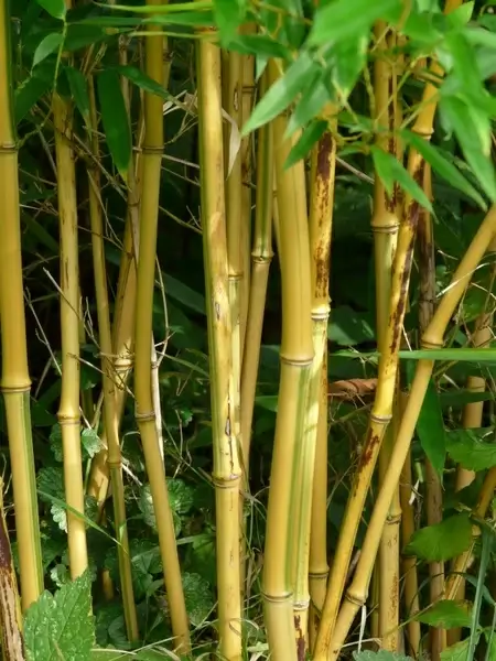 bamboo bamboo rods gold bamboo tube