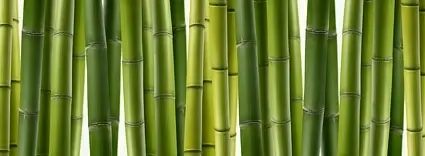 bamboo closeup picture
