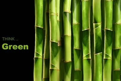 bamboo closeup picture 2