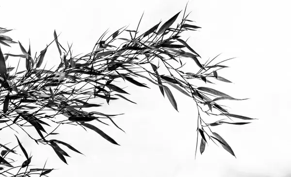 bamboo grass bamboo plants