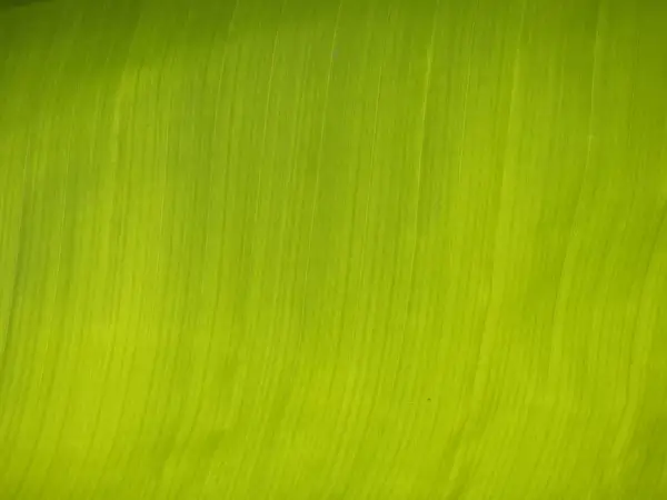 banana leaf journal green