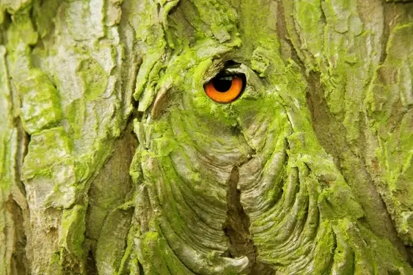 bark layer tree