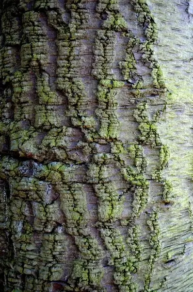 bark tree background
