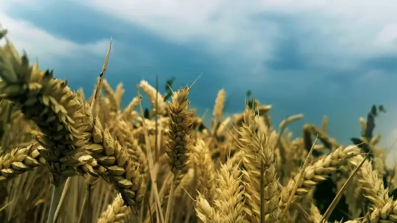 barley field scene picture elegant bright plant sky