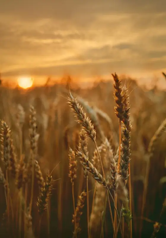 barley scenery picture elegant dark twilight 