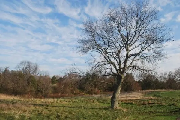 barren tree