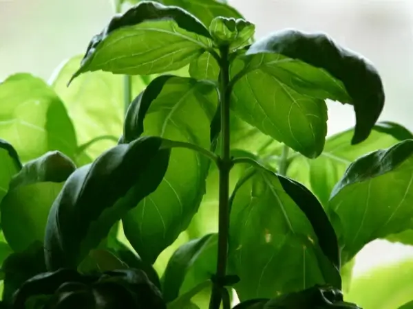 basil plant spice