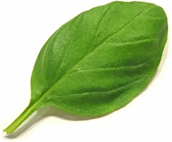 basil spice herbs