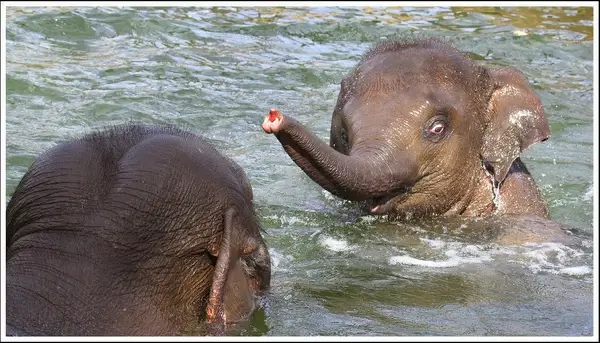 bathing baby elefant