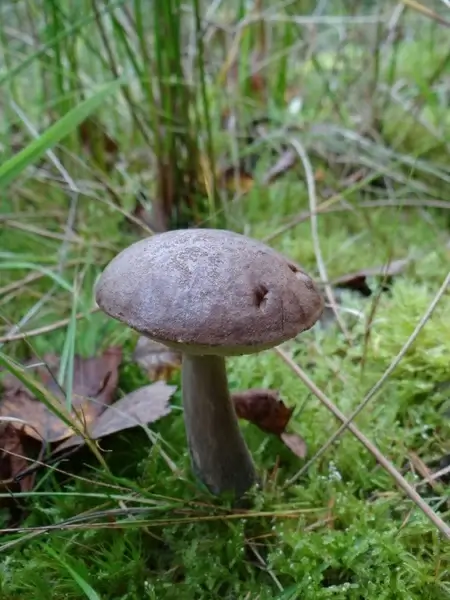 bay bolete