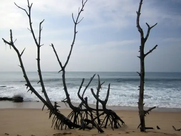 beach tropical sri lanka
