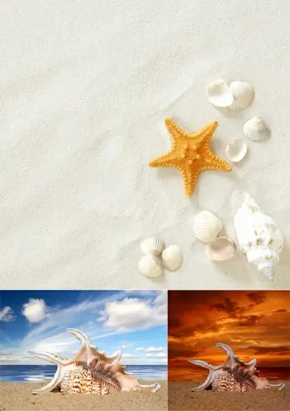 beach with shells hd larger image