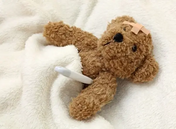 bear doll 05 hd pictures