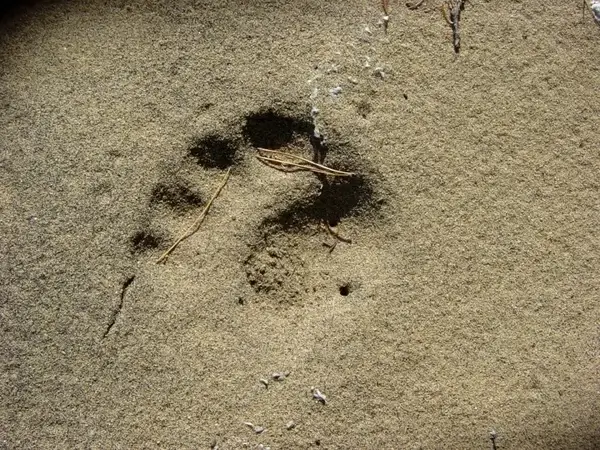 bear footprint