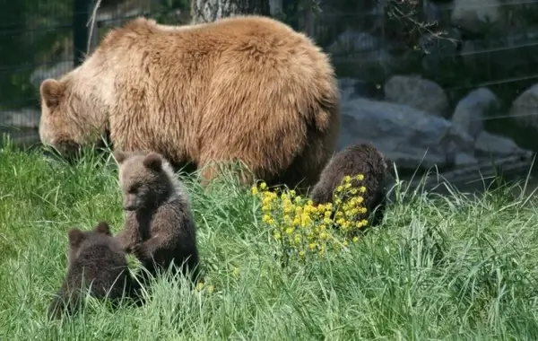 bear pets brown bear