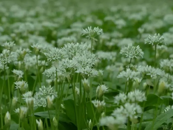 bear's garlic flowers white