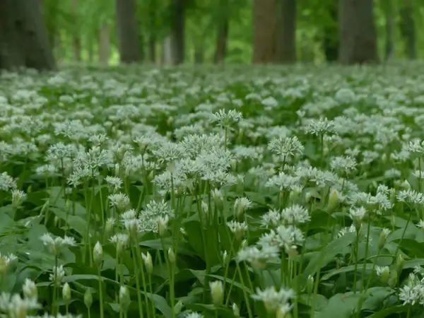 bear's garlic flowers white
