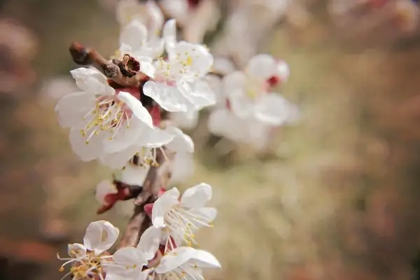beautiful bee bloom blossom branch cherry delicate