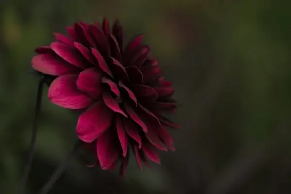 closeup of beautiful red flower