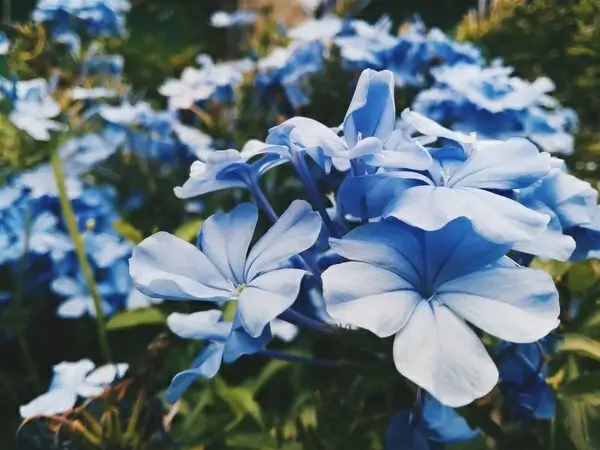 beautiful bloom blossom bud color delicate flora