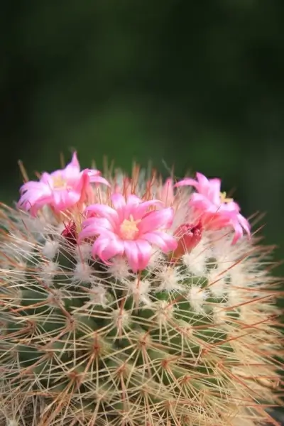 beautiful cacti cactus