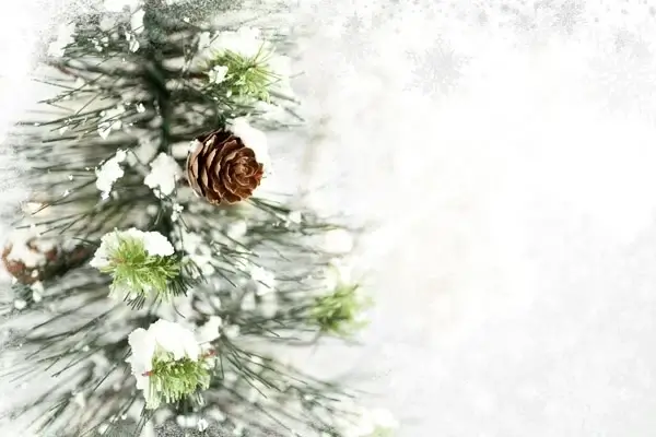 beautiful christmas tree 4 definition picture