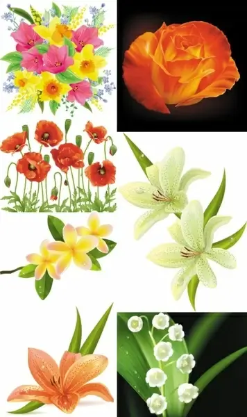 beautiful flowers flowers vector