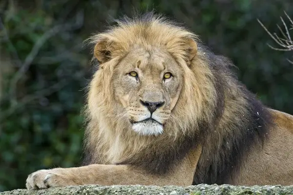 beautiful lion dad