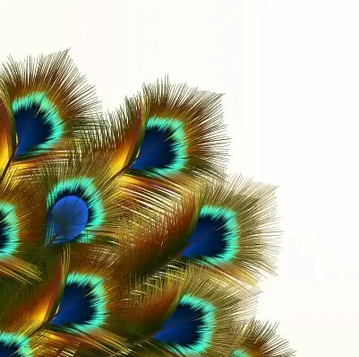 beautiful peacock feathers background graphics
