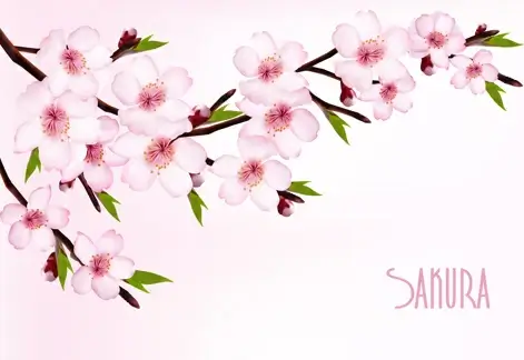 beautiful sakura vector background graphics