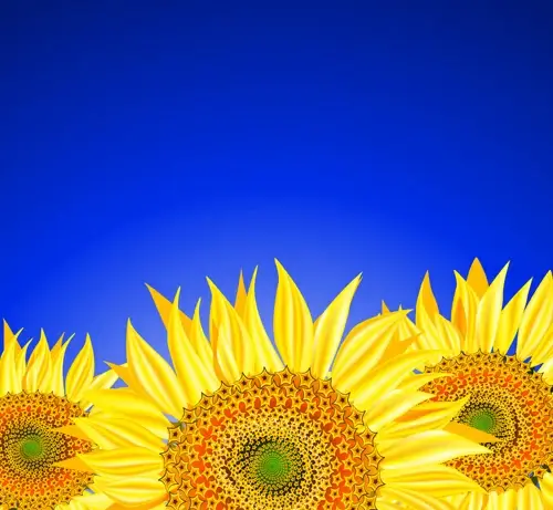beautiful sunflowers background vector