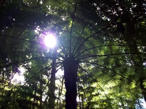 beautiful tree fern