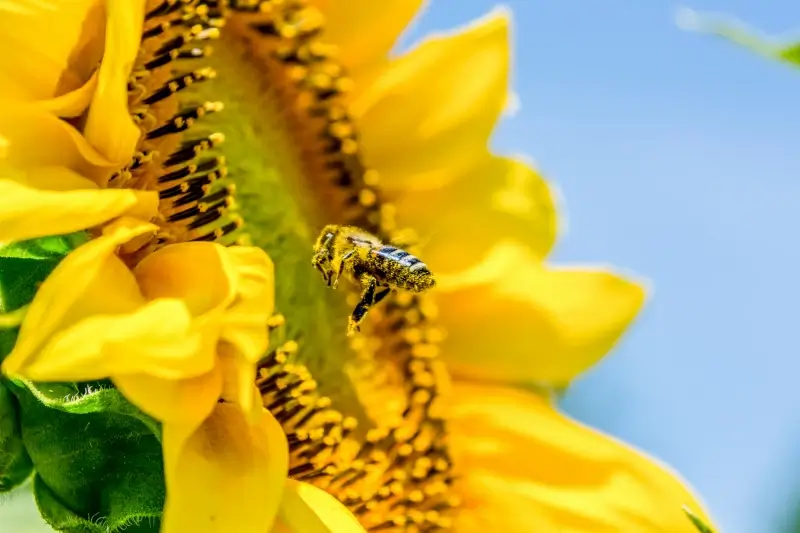 bee beside flower picture elegant bright closeup 