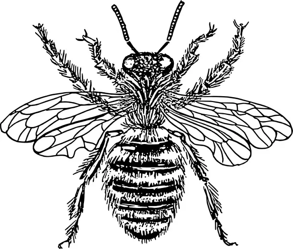 Bee Queen clip art