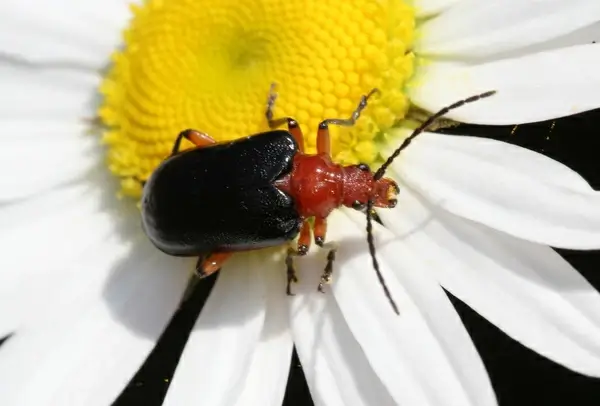beetle on daisy
