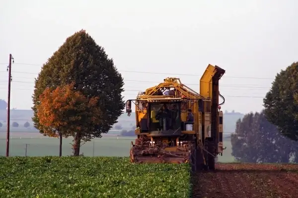 beets sugar beet harvest
