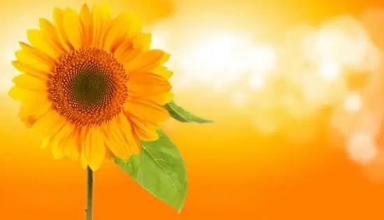 behind sunflower background vector