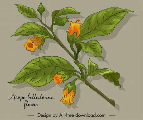 belladonna flower icon blomming sketch colored classic design