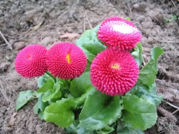 bellis flowers our